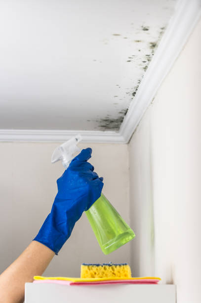 Best Mold Removal for HVAC Installations  in Nicholson, MS